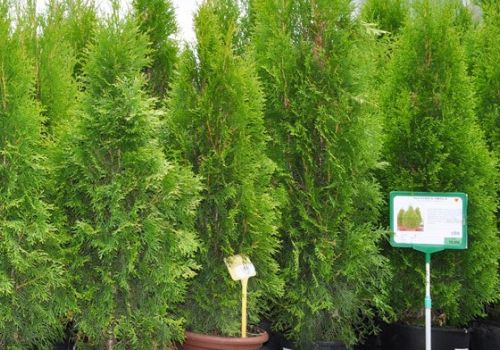 Venta de plantas y árboles en Manresa