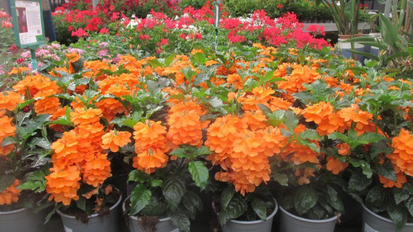 Vivero en Manresa Vivero en Manresa