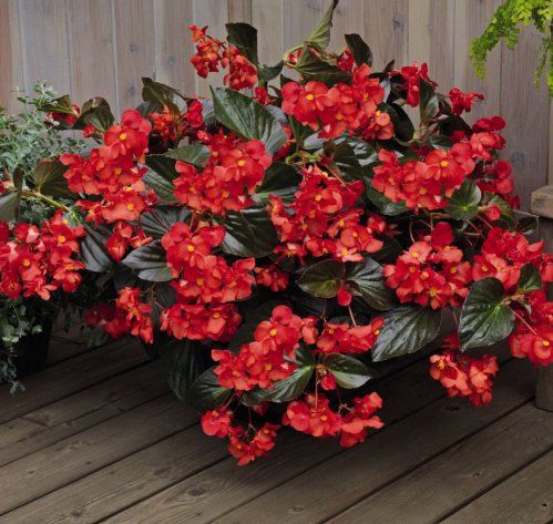 begonia big