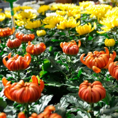Variedad de crisantemos