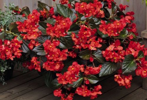 begonia big